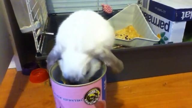 Кролик-Снежок смотреть онлайн