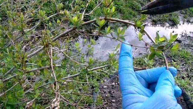 Весеннее Формирование ( Омолаживание ) Снежноягодинка ( Волчей Ягоды )