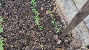 Сад в цвету. 9 мая. Рассказываю огородные дела