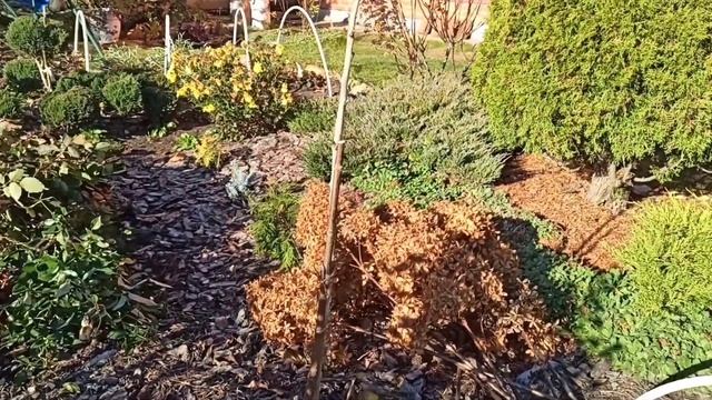 💁🌺 Гортензия ФАНТОМ на штамбе сделать легко и прост? смотреть онлайн