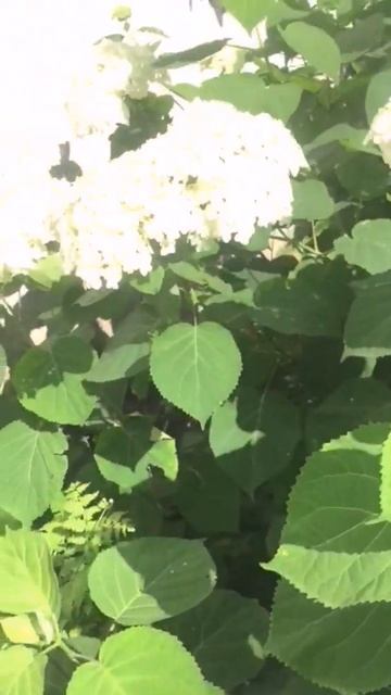 Гартензия #rek #relax #shortvideo #лето #топ #россия смотреть онлайн