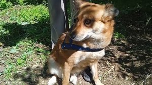 Йола Милович