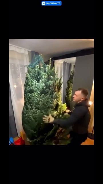 Распаковка и установка Пихты нордмана