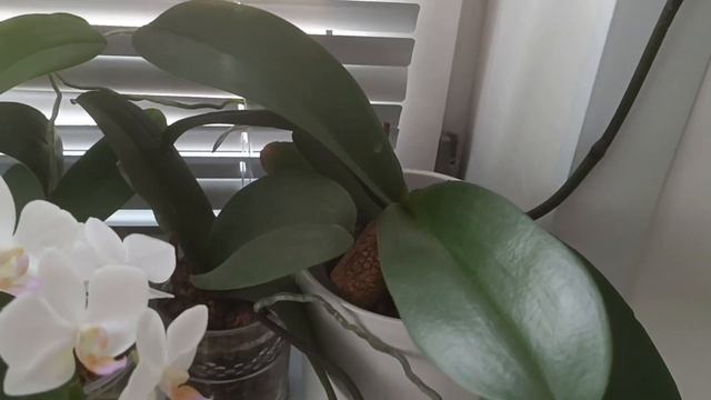 ОБРЕЗКА отцветших ЦВЕТОНОСОВ Как я СТИМУЛИРУЮ орх?