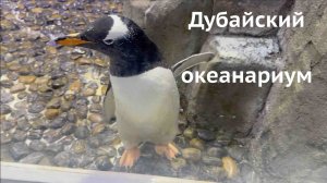 Океанариум Дубай стоит ли идти