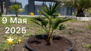 Пальмы в Краснодаре 🌴 🎉 9 Мая 2025