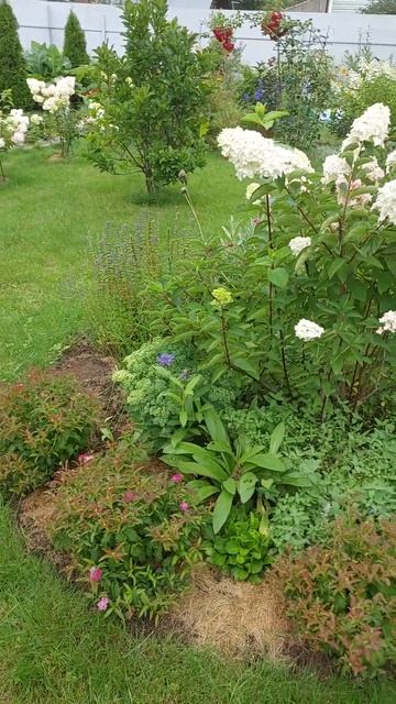 красота в цветение гортензий в Подмосковье смотреть онлайн