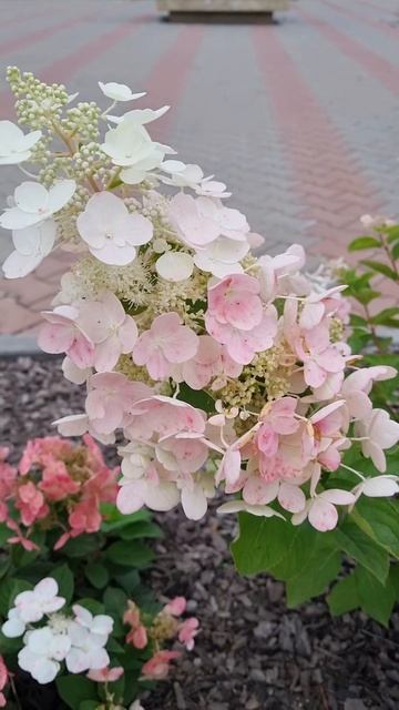 Гортензии в парке 400-летия Красноярска смотреть онлайн