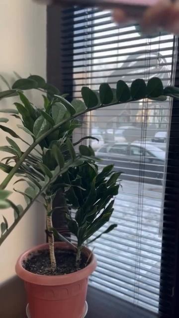 20 марта 2025 г. смотреть онлайн