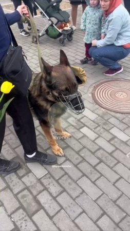 Пёсик в пилотке и с георгиевской ленточкой разгуливает по городу и общается с малышами.