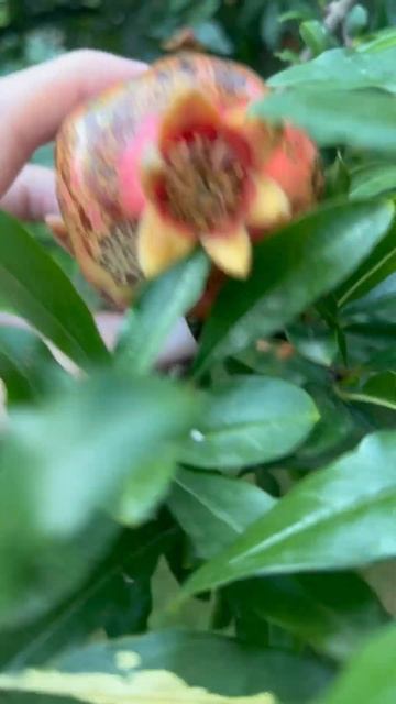 Ещё растут гранаты. Сочи-это удивительное место для жи смотреть онлайн