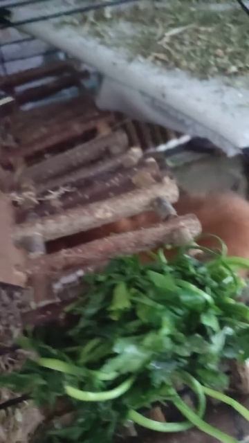 🙈где еда? запах есть, еды не съесть..#гаврош #морскаясв смотреть онлайн