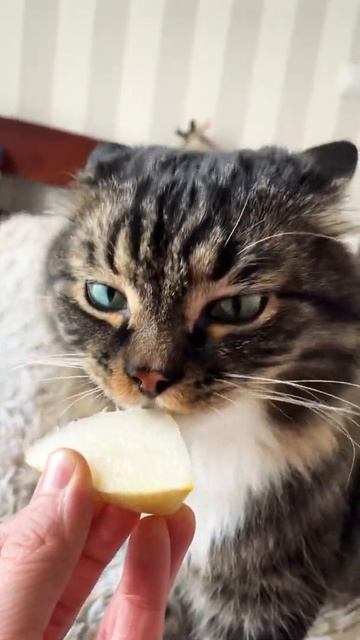 Смешно 😂 Кот Борис есть дыню . смотреть онлайн