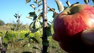 яблоня ЧЕМПИОН