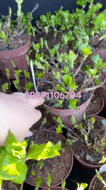 Флоенсия,флорентина,флори 1300₽ смотреть онлайн