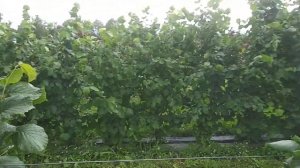 Фундук на шпалері в сезоні 2023р