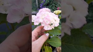 крупнолистовая сенсационная гортензия Пинк сенсейшн