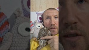 Как правильно содержать СЫЧА или сова СПЛЮШКА в домаш?