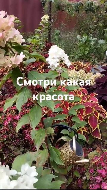 #гортензия #мечта #цветы #сад #колеусы смотреть онлайн