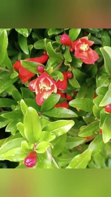 Цветущий гранат 🌱🌺 смотреть онлайн