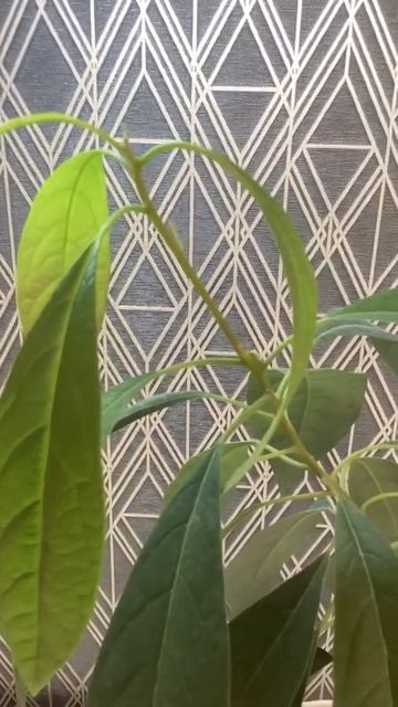 как изменился авокадо после прищипывания? #shorts #shorts #ав смотреть онлайн