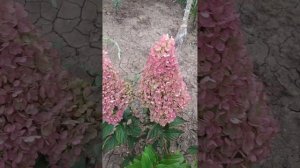 Метельчатая гортензия Краса Лесково. 12.08.2024г.