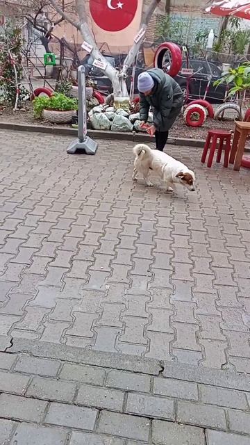 Сытые собаки в Турции смотреть онлайн