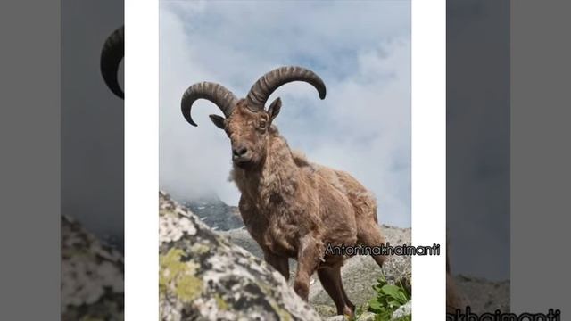 25 июня 2020 г.автор стихотворения и видео Антонина Хайманти. смотреть онлайн