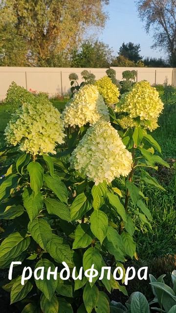 Метельчатые гортензии #гортензии ,#метельчатыегортен? смотреть онлайн