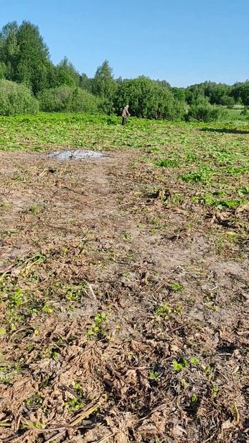 Гектар борщевика Сосновского. Это выросло за две неде? смотреть онлайн