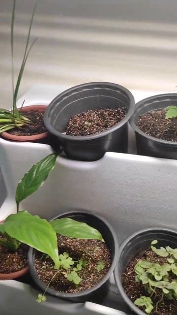 Выращивание овощей и зелени в фито модуле #огороднапо? смотреть онлайн