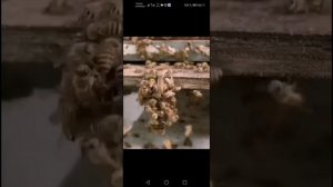 Атака гигантского шершня.