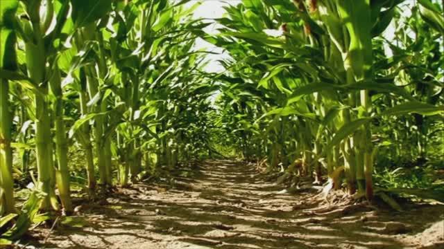 Букашки ТВ - Катапульта