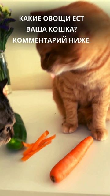 КАКИЕ ОВОЩИ ЕСТ ВАША КОШКА #babyanimal #catshorts #cates #babycat #kitten #ca смотреть онлайн