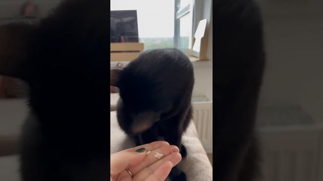 Роллы без рыбы, огурцов и водорослей)) #cat #кот #животные смотреть онлайн