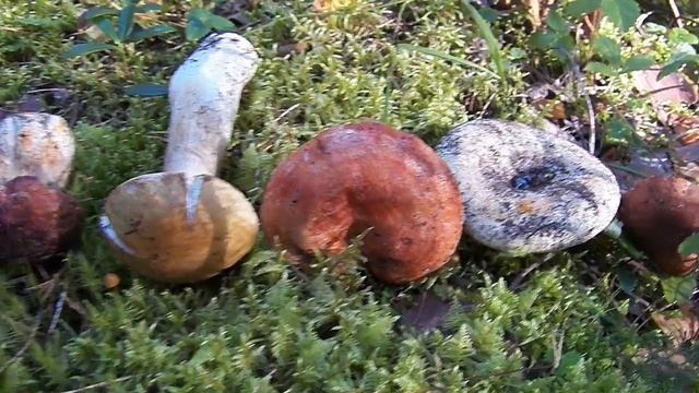 ДОБРОЕ УТРО грибочки смотреть онлайн