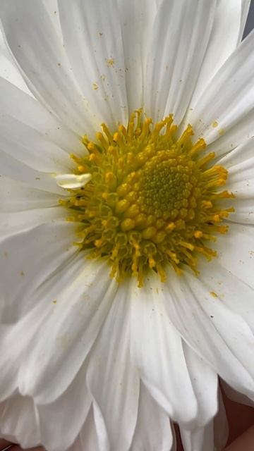 Соцветие корзинка Это не цветок а совокупность цветко смотреть онлайн