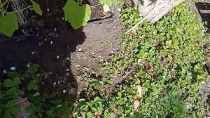Кто-то ест листья клубники в теплице