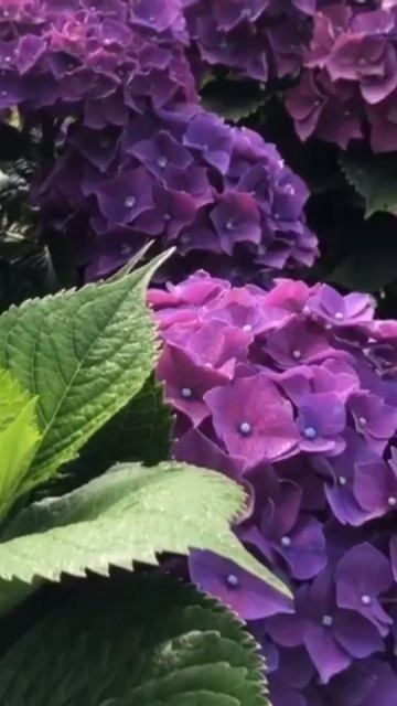 BLUE HYDRANGEAS#гортензія #гортензия #hydrangea #flower #macrophylla #шортс смотреть онлайн
