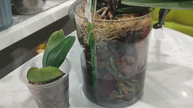 Полив орхидей в большой стеклянной вазе смотреть онлайн