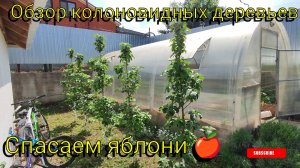 Обзор колоновидных деревьев 🌳 Спасаем яблони 🍎 Женские разговорчики 👄