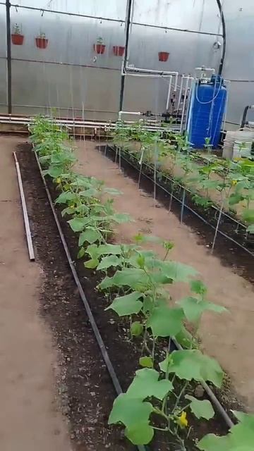 06.04.25. Всем доброго времени суток! Огурцы полным ходом ? смотреть онлайн