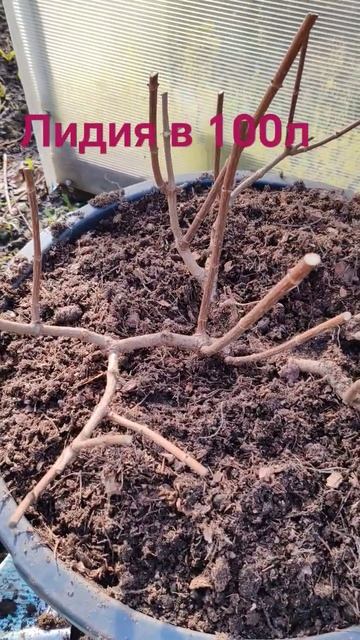 Метельчатые гортензии растут в горшках круглый год🌺? смотреть онлайн