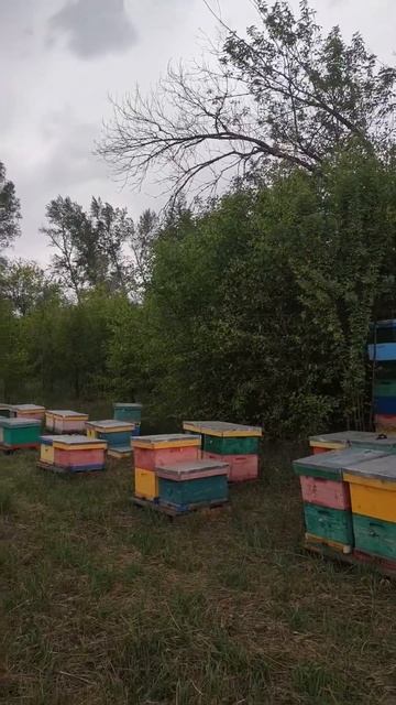 Засушливое лето, ждём дождя с нетерпеньем смотреть онлайн