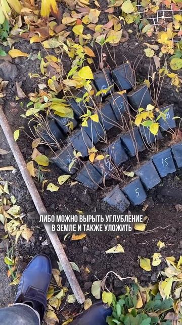 ЗИМОВКА САЖЕНЦЕВ МЕТЕЛЬЧАТЫХ ГОРТЕНЗИЙ смотреть онлайн