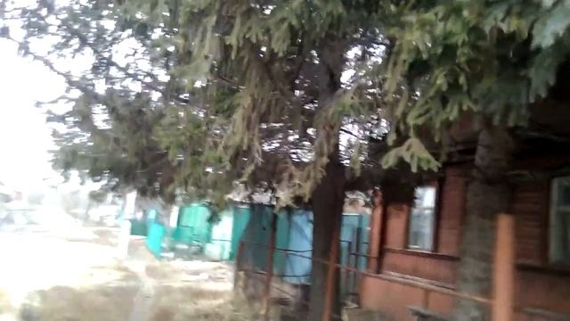 Старые ели смотреть онлайн