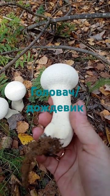 Гриб головач.#рек #ленинградскаяобласть #луга #прогулк смотреть онлайн