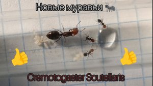 Новые муравьи Cremotogaster Scutellaris! Знакомство с необычными муравьями.