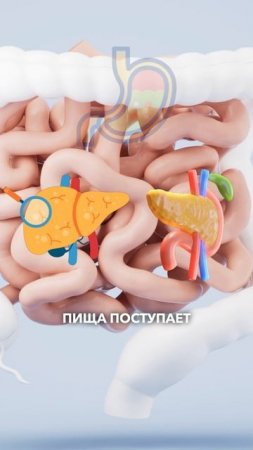Причина вашего дискомфорта: как связаны все органы ЖКТ?