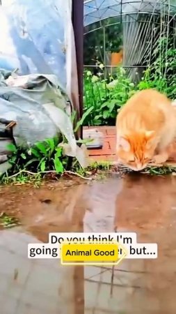 #собаки #кошки #приколы😹